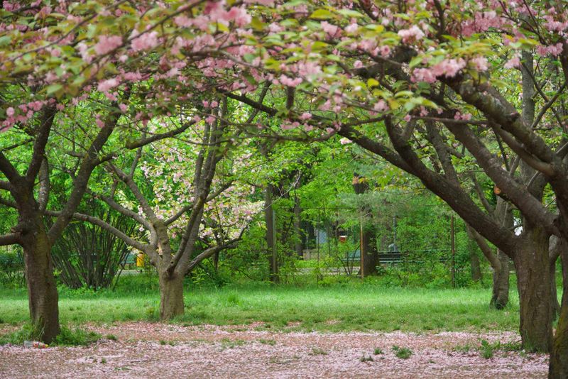 grădina japoneză herăstrău, &icirc;n ce perioadă &icirc;nfloresc ciresii din grădina japoneză din herăstrău 