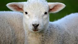 Prețuri exorbitante la carnea de miel, cu puțin timp înainte de Paște! Cât a ajuns să coste un kilogram?