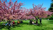 Pomi înfloriți în aprilie, oameni în Herăstrău, București