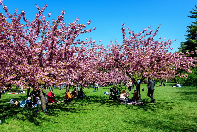 Pomi înfloriți în aprilie, oameni în Herăstrău, București