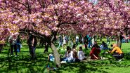 Turiști, pomi înfloriți în Herăstrău