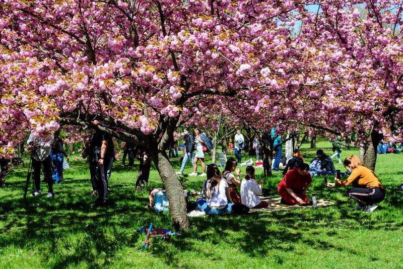 Turiști, pomi înfloriți în Herăstrău