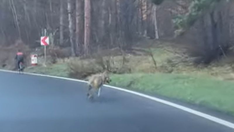 Biciclist urmărit de un lup, pe un drum din Brașov