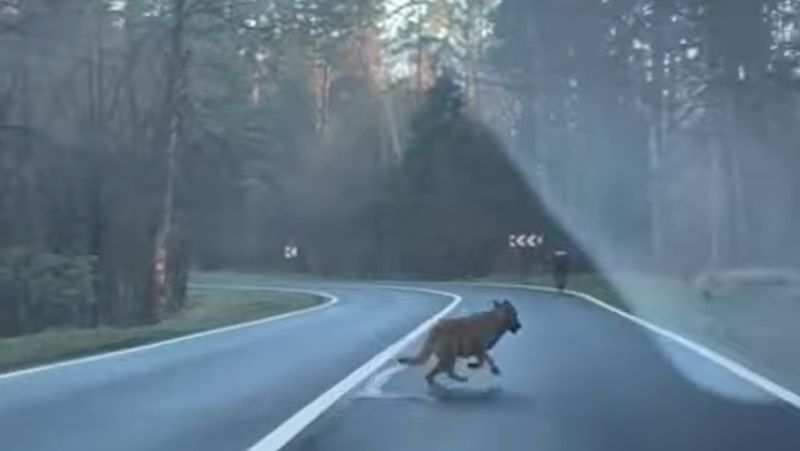 Biciclist urmărit de un lup, pe un drum din Brașov