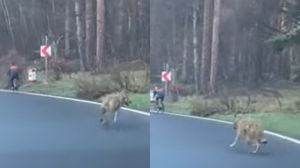 Biciclist urmărit de un lup, pe un drum din Brașov