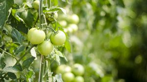 Foto ilustrativă  rosii