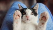 de ce se aseaza pisica la pieptul stăpanului, pisica, comportament pisica 