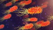bacterie rară, Japonia, șoc toxic streptococic 