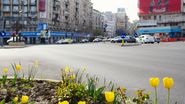 lalalele galbene, bucuresti, intersectie, vara