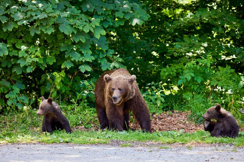 ursi, padure, munte, romania