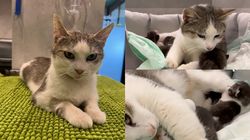 Ce s-a întâmplat cu pisicuța care a mers singură la veterinar ca să-și nască puii? Povestea lui Miți a emoționat o țară întreagă, dar nimeni nu și-a dorit să o adopte: „Nu a mai vizitat-o nimeni”