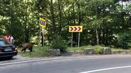 caz transfagarasan