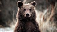 urs brun, romania, natura, portret urs