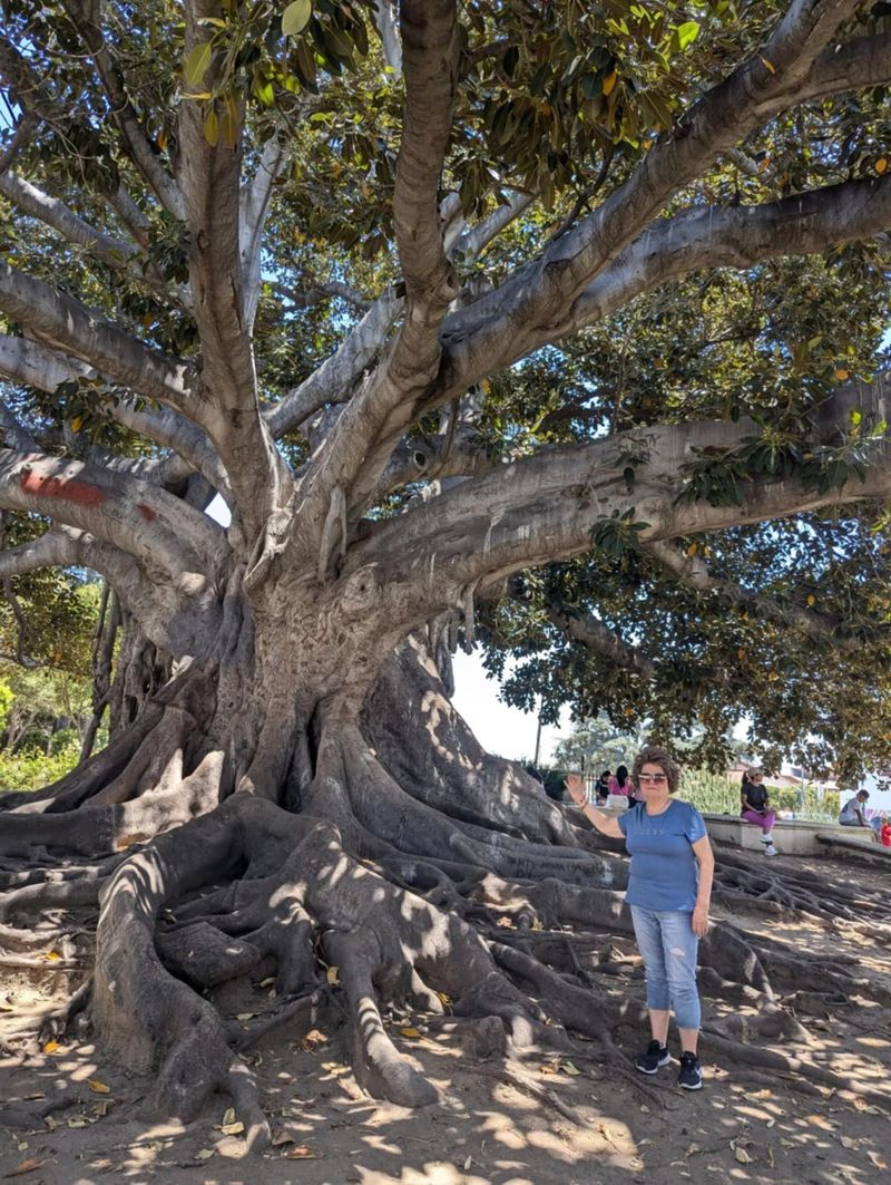 saveta bogdan in los angeles