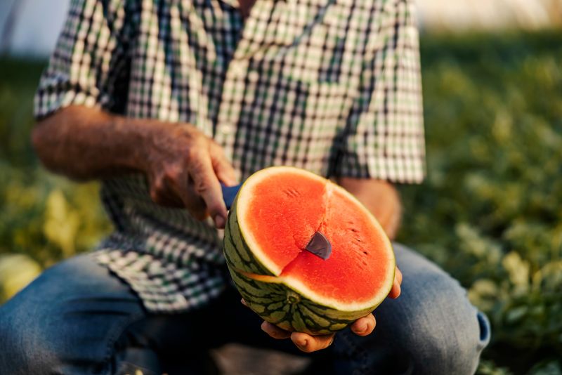 barbat taie un pepene rosu