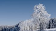 iarna 