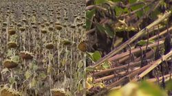 Seceta a făcut ravagii! Agricultorii cer despăgubiri din partea statului, după ce culturile le-au fost compromise: „Nu știu ce se va întâmpla”