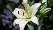crin, macro