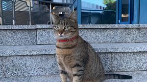 Pisica Vasi, mascota Aeroportului Otopeni