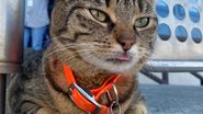Pisica Vasi, mascota Aeroportului Otopeni