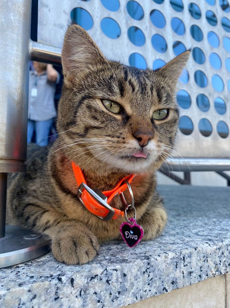 Pisica Vasi, mascota Aeroportului Otopeni