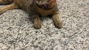 Pisica Vasi, mascota Aeroportului Otopeni