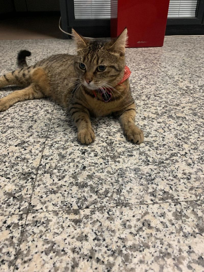 Pisica Vasi, mascota Aeroportului Otopeni