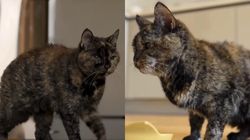 Rosie, cea mai bătrână pisică din lume, a murit! Felina avea 33 de ani: „Mi-e atât de dor de ea”
