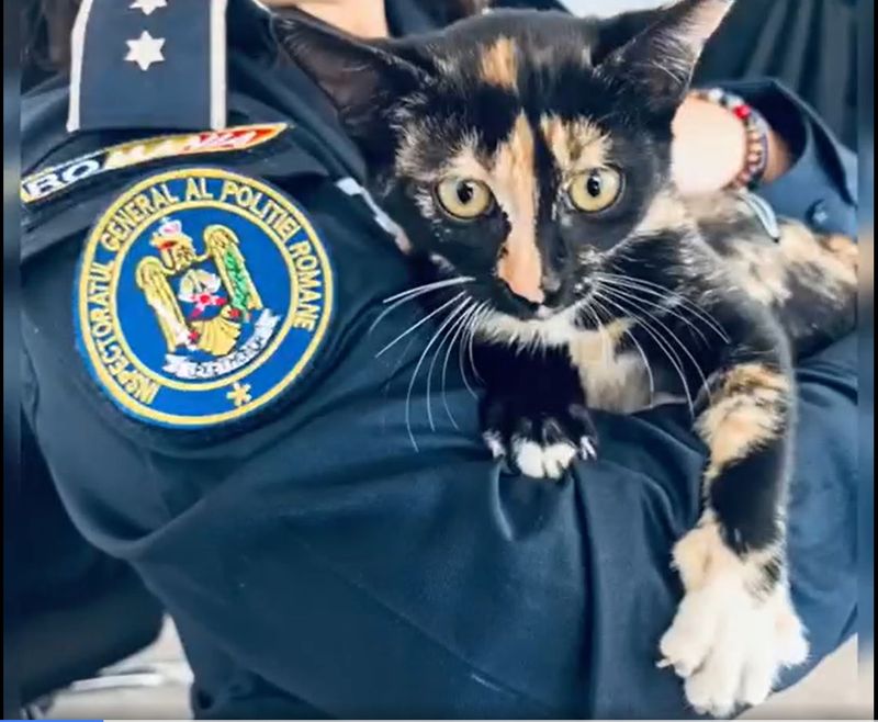 Pisica abandonată &icirc;n Neamț