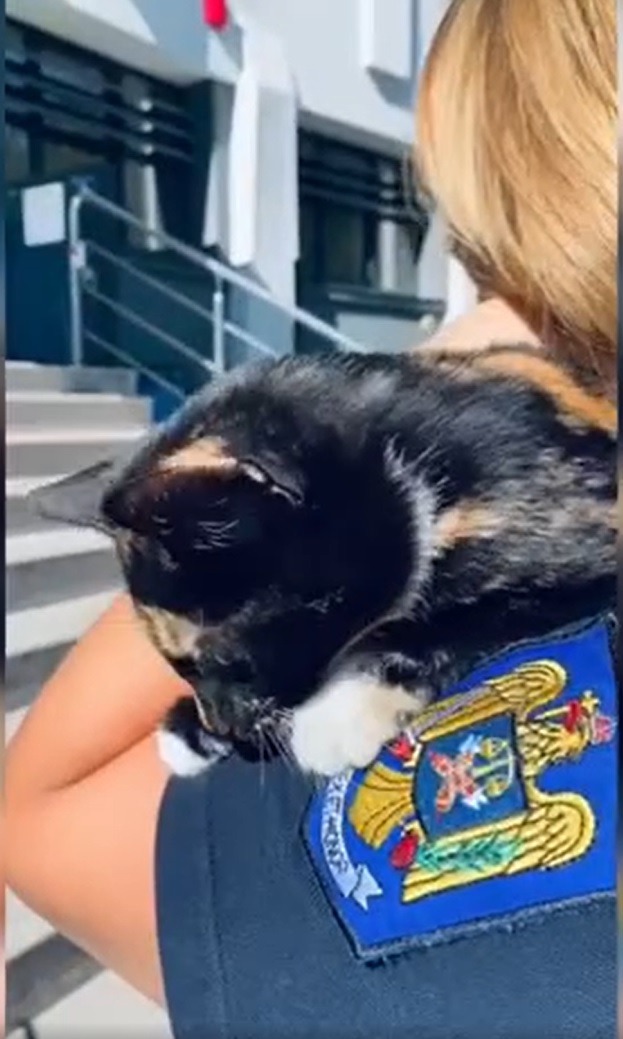 Pisica abandonată &icirc;n Neamț