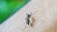 virus west nile tantar