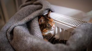 pisica, patura, calorifer
