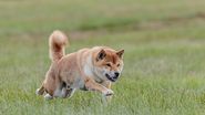 akita inu caine