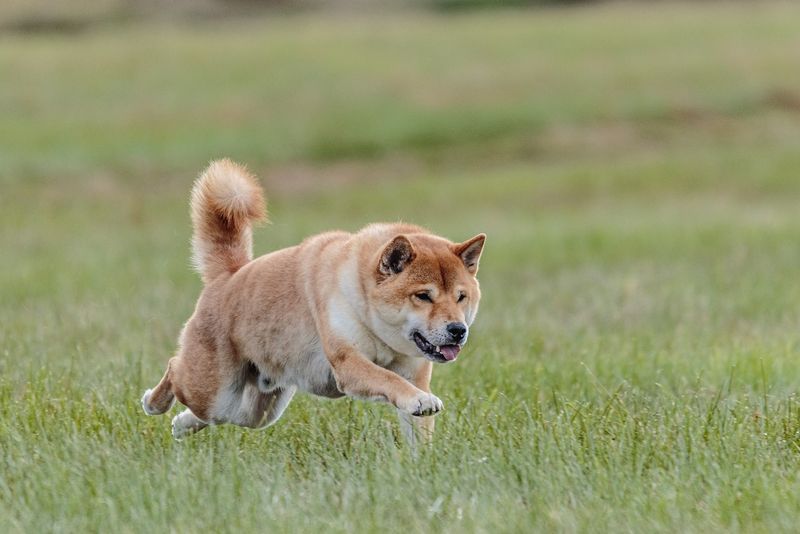akita inu caine