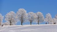 iarna 