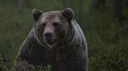 Mai multe comune din Dâmbovița, terorizate de prezența urșilor! Oamenii se tem de atacurile animalelor sălbatice