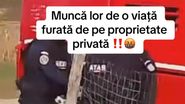 Momentul în care oile le sunt luate de pe proprietate