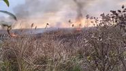 Incendiu de proporții în Delta Neajlovului
