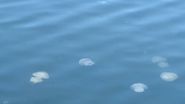 Meduze în Marea Neagră