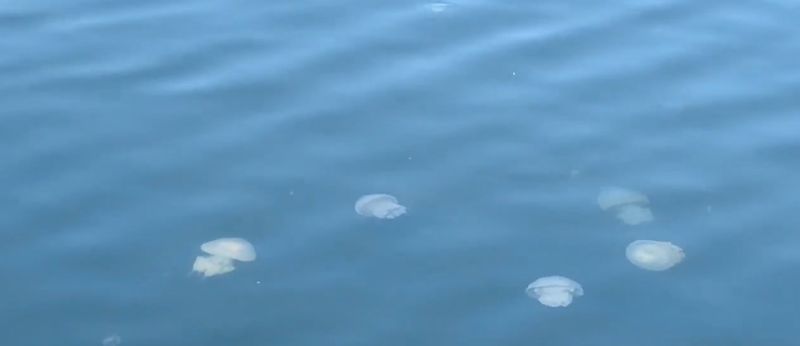 Meduze în Marea Neagră