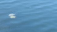 Meduze în Marea Neagră