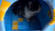 Pisica adoptată de Gabriela Cristea 