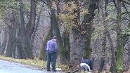 accident Mureș