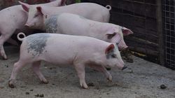 Când se taie porcul pentru Crăciun, potrivit tradiției populare românești