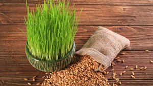 Când se pune grâul la încolțit pentru Sfântul Andrei în 2024. Vezi ce semnificație are acest obicei