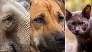 Care sunt singurele animale care țin doliu? Plâng și își jelesc zgomotos morții