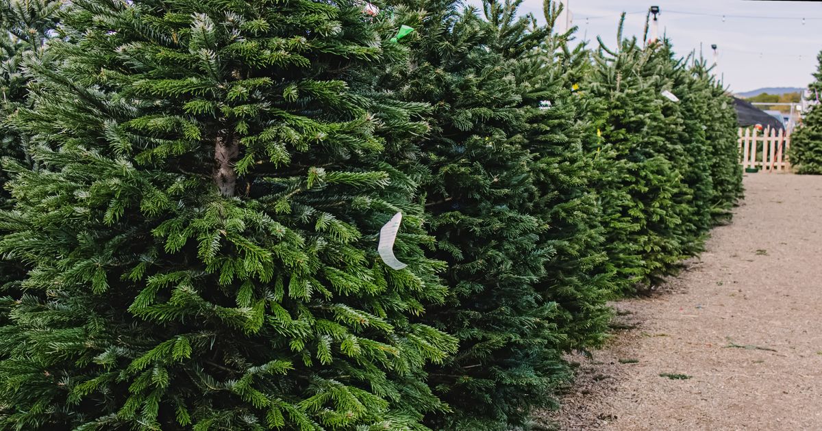 Ce preț are un brad natural de Crăciun în 2024. Comercianții se întrec în oferte la brazi