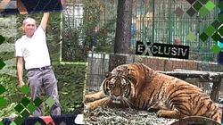 Cine este vinovat pentru tragedia de la Pitești?! Un avocat explică ce s-ar putea întâmpla în cazul îngrijitorului ucis fără milă de un tigru la grădina zoologică | EXCLUSIV