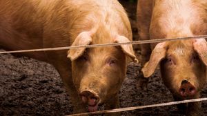 Tradiții și obiceiuri de Ignat 2024: „Porcul sacrificat este tămâiat și stropit cu apă sfințită pentru a se alunga spiritele rele”