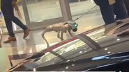 câine-robot Dubai